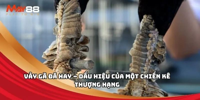 Bạn biết gì về Xvip Online Playground? - Xvip