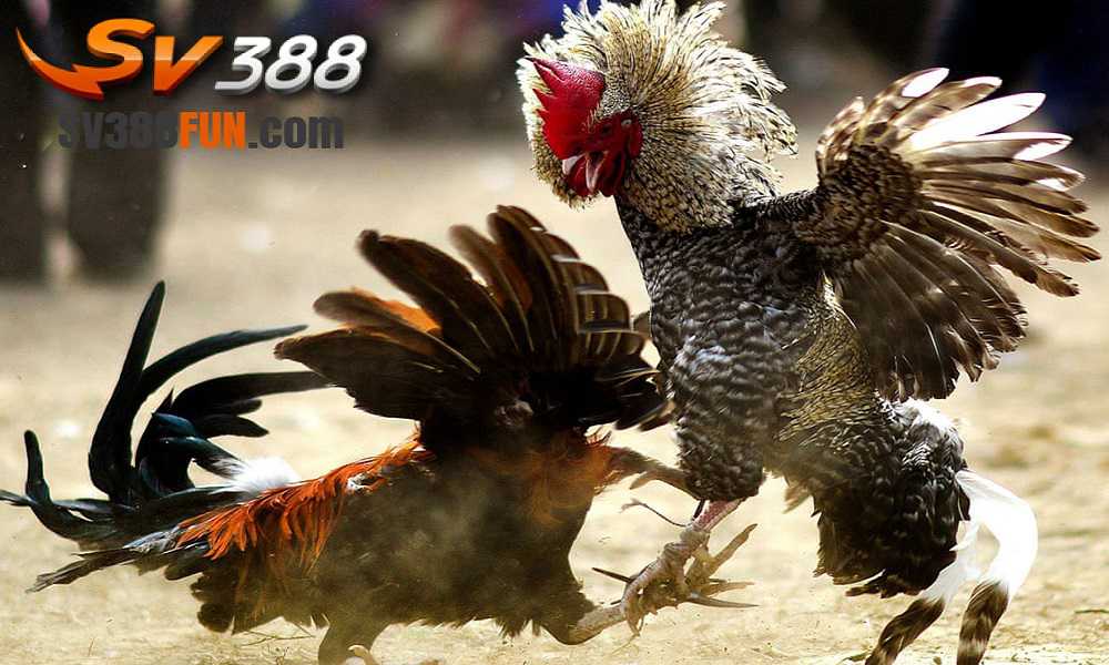 Tải phiên bản 89Bet mới nhất về điện thoại của bạn - 89Bet