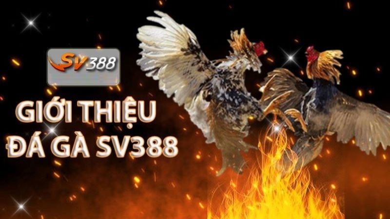 Nhận ngay tiền thưởng 50000 khi đặt cược và nạp tiền bằng ứng dụng Kim88 - Kim88